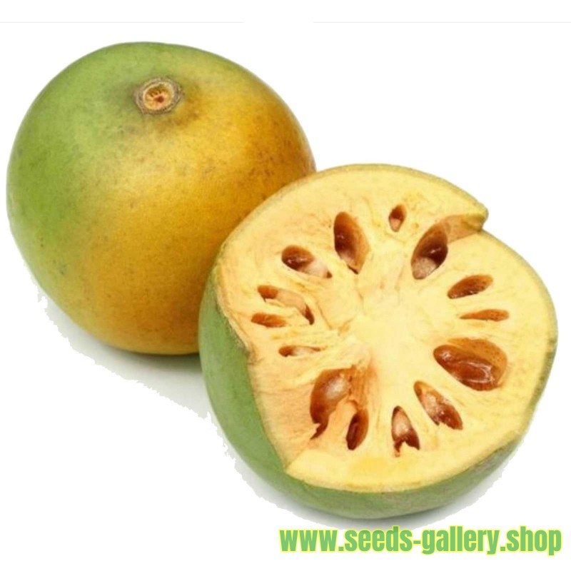 Bael Seeds - Bengal Quince, Stone Apple