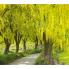 Golden Chain Tree Seeds (Laburnum anagyroides) | €1.95