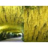 Golden Chain Tree Seeds (Laburnum anagyroides) | €1.95