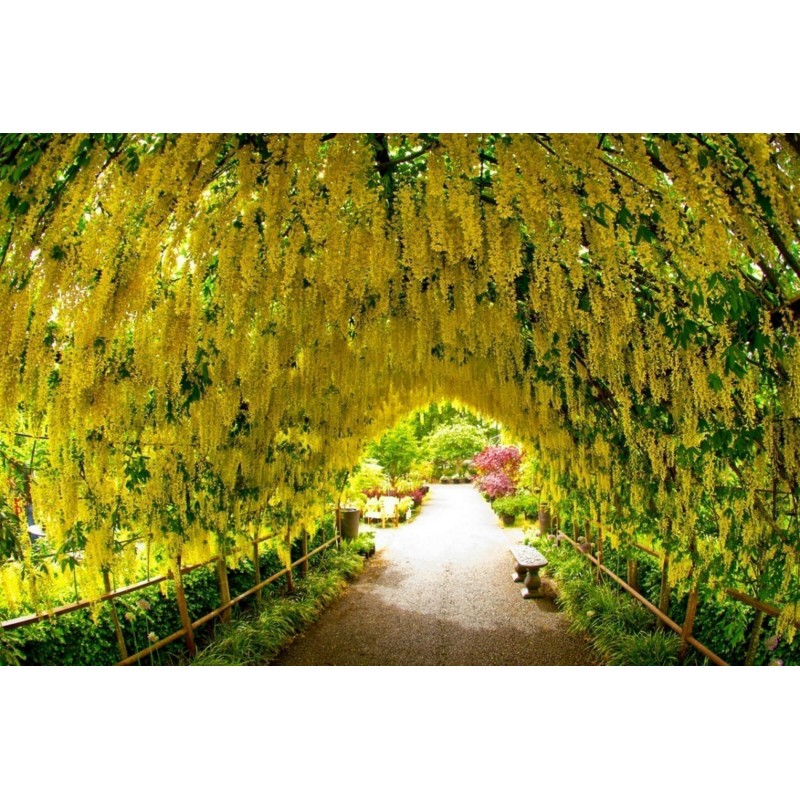 Golden Chain Tree Seeds (Laburnum anagyroides) | €1.95