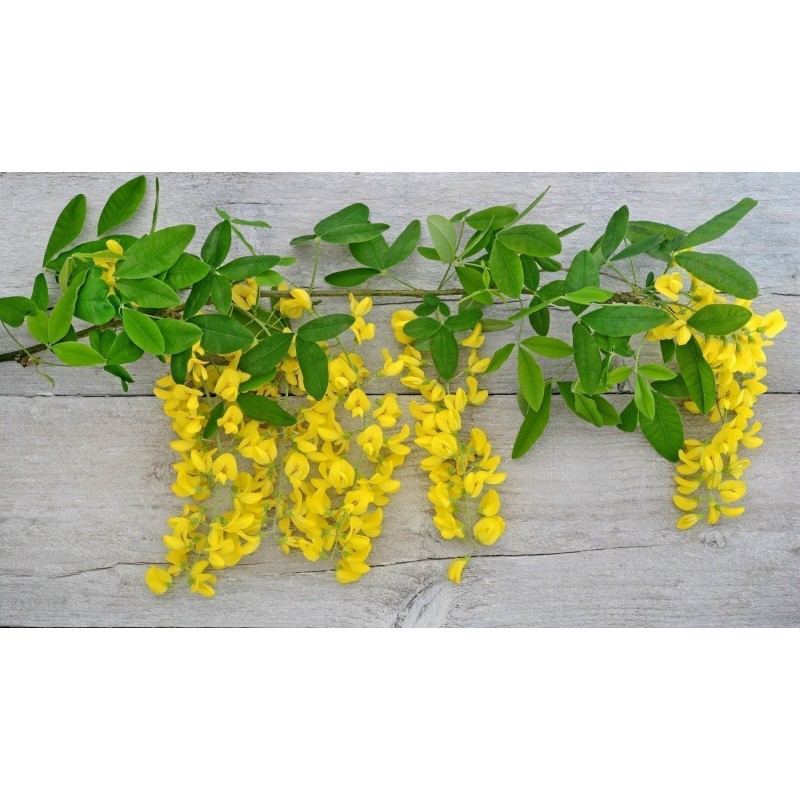 Golden Chain Tree Seeds (Laburnum anagyroides) | €1.95