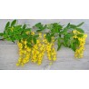 Golden Chain Tree Seeds (Laburnum anagyroides) | €1.95