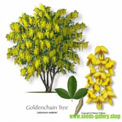 Golden Chain Tree Seeds
