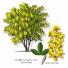 Golden Chain Tree Seeds (Laburnum anagyroides) | €1.95