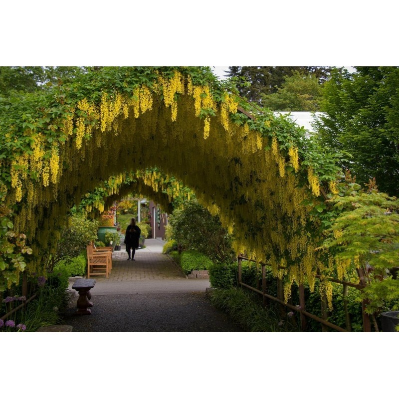 Golden Chain Tree Seeds (Laburnum anagyroides) Price €1.95