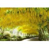 Golden Chain Tree Seeds (Laburnum anagyroides) | €1.95