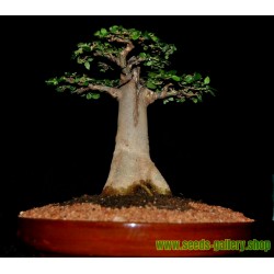 Baobab (drvo zivota) Bonsai Seme