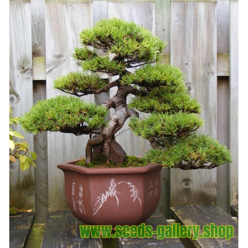 Semi Di Pino Mugo Bonsai Pinus Mugo Prezzo 1 50