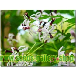 Nimtree Seeds, Neem, Indian Lilac