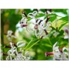 Nimtree Seeds, Neem, Indian Lilac