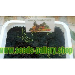 Maca Seeds (Lepidium meyenii)