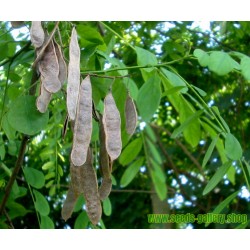 Semi di Robinia o Acacia (Robinia pseudoacacia)