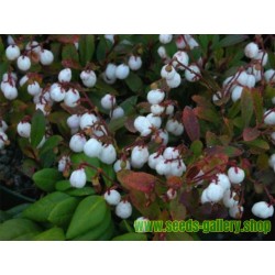 Wintergreen Seeds (Gaultheria miqueliana)