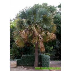 Bermuda Palmetto, Bibby-tree Seeds frost-tolerant -14 °C