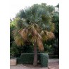 Bermuda Palmetto, Bibby-tree Seeds frost-tolerant -14 °C