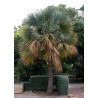 Seme Palme Bermuda Palmetto