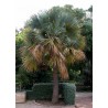 Sementes De Sabal Minor,  Anão, S. palmetto, S. bermudana | 2,00 €