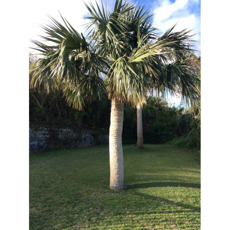 Sementes De Sabal Minor,  Anão, S. palmetto, S. bermudana | 2,00 €