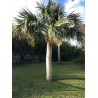 Sementes De Sabal Minor,  Anão, S. palmetto, S. bermudana | 2,00 €
