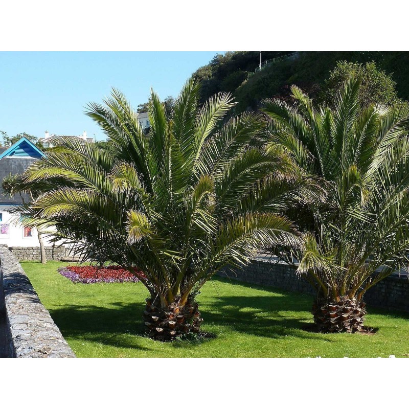Semillas de Palmera Canaria o Palma Canaria | 2,75 €