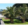 Semillas de Palmera Canaria o Palma Canaria | 2,75 €