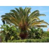 Semillas de Palmera Canaria o Palma Canaria | 2,75 €