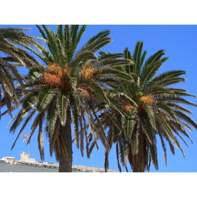 Semillas de Palmera Canaria o Palma Canaria | 2,75 €