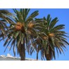 Semillas de Palmera Canaria o Palma Canaria | 2,75 €