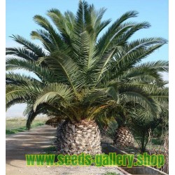 Canary Island Date Palm Seeds