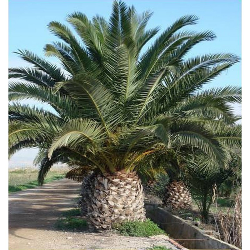 Semillas de Palmera Canaria o Palma Canaria | 2,75 €