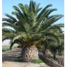 Semillas de Palmera Canaria o Palma Canaria | 2,75 €