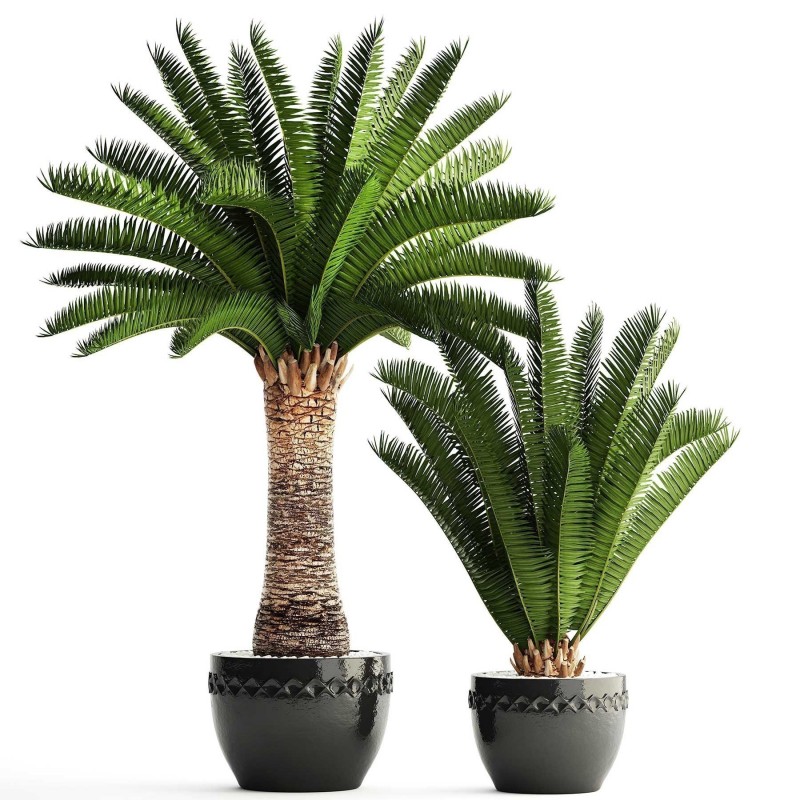 Semillas de Palmera Canaria o Palma Canaria | 2,75 €