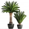 Semillas de Palmera Canaria o Palma Canaria | 2,75 €