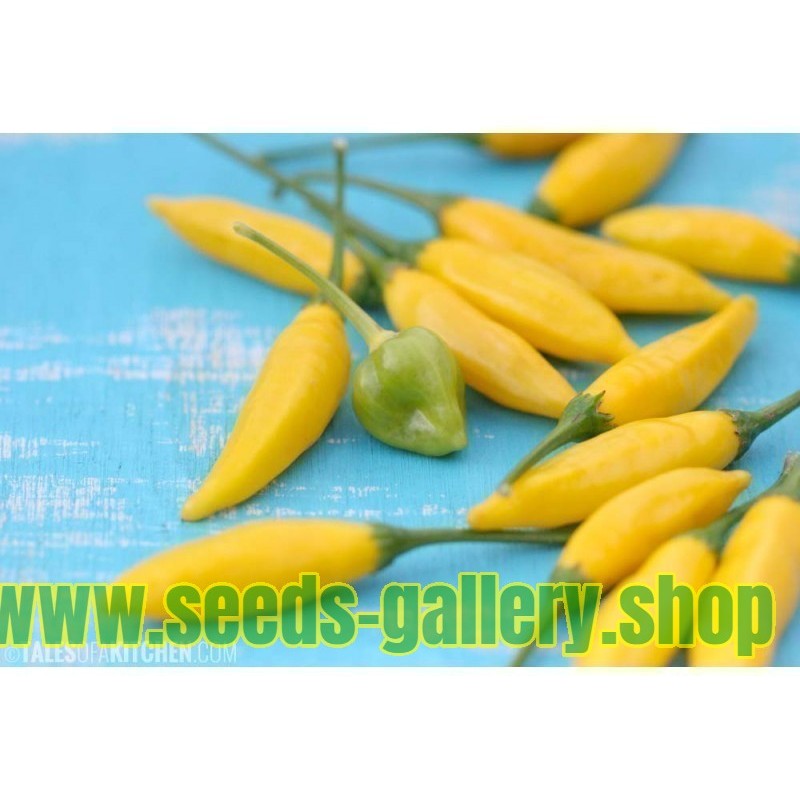 Chili Tabasco Yellow Seeds