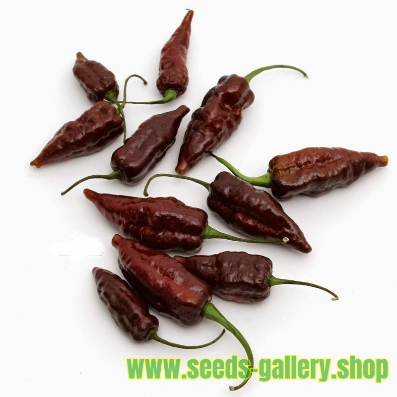 Fatalii Choco Chili Seeds