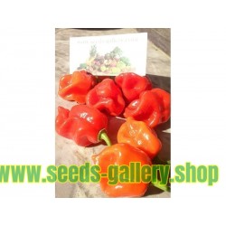 Gambia Habanero Red Chili Seme