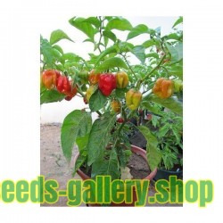 Gambia Habanero Hot Peppers Seeds