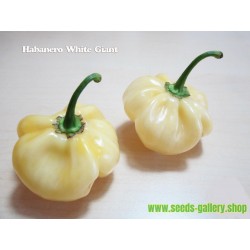 Giant White Habanero Seeds