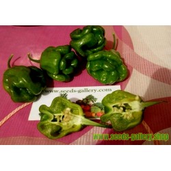 Σπόροι Τσίλι πιπέρι Πράσινο Green Habanero