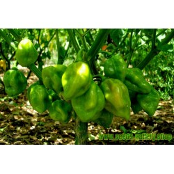 Green Habanero Seeds