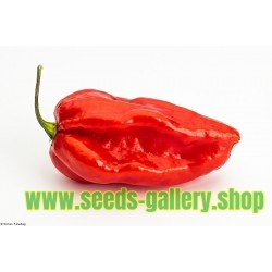 Habanero Devil's Tongue Red Seeds