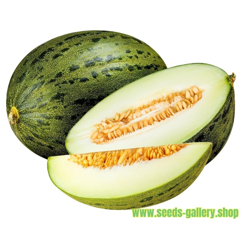 Semillas De Melon Piel De Sapo (Cucumis melo)