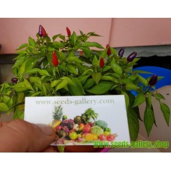 Purple Pepper Chili Frön
