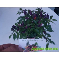Purple Pepper Chili Seme