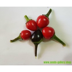 Royal Black Chili Seeds