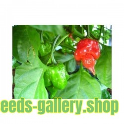 Trinidad Scorpion Red and Yellow Seeds 1,5 mill. Scoville Units