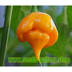 Trinidad Scorpion Red and Yellow Seeds 1,5 mill. Scoville Units