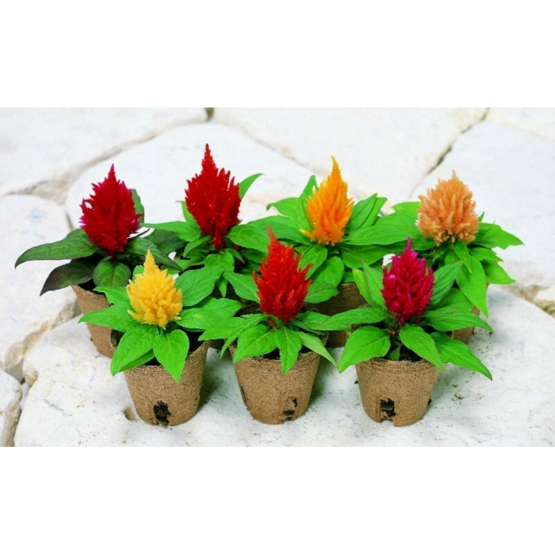 Semi di Celosia Argentea Mix | 1,95 €
