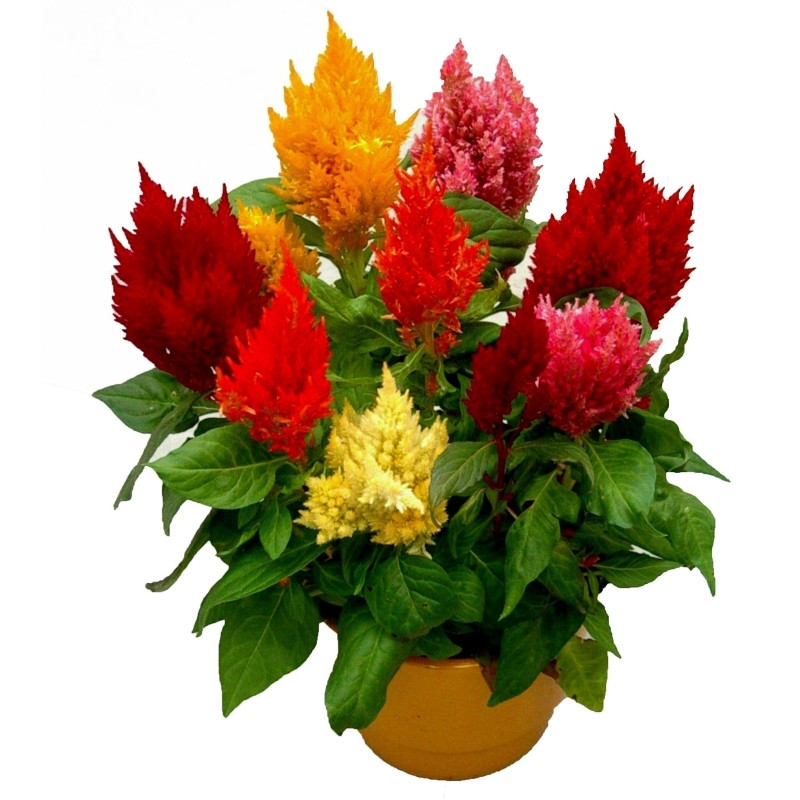 Celosia Argentea Frön Mix | 1,95 €