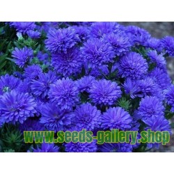 Chinese Aster Blue